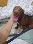 Cachorro raça Pitbul misturado  idade 7 a 11 meses nome Aika