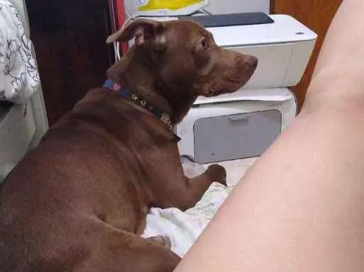 Cachorro raça Pitbul misturado  idade 7 a 11 meses nome Aika