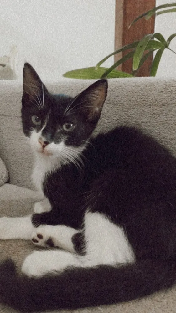 Gato ra a  idade 2 a 6 meses nome Gatinha para adoção 