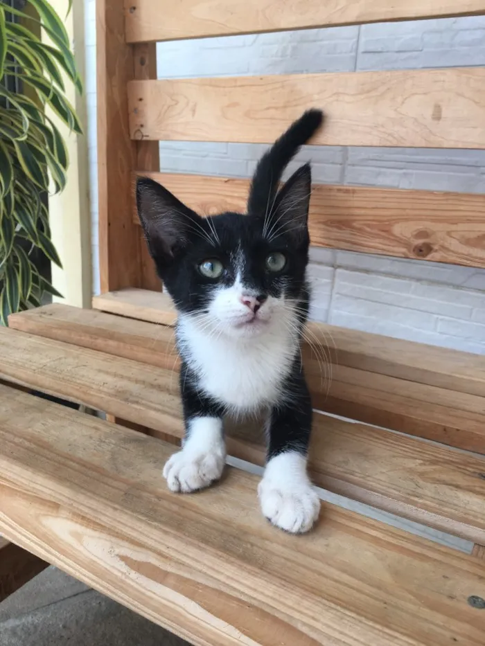 Gato ra a  idade 2 a 6 meses nome Gatinha para adoção 