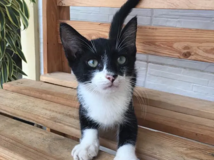 Gato ra a  idade 2 a 6 meses nome Gatinha para adoção 