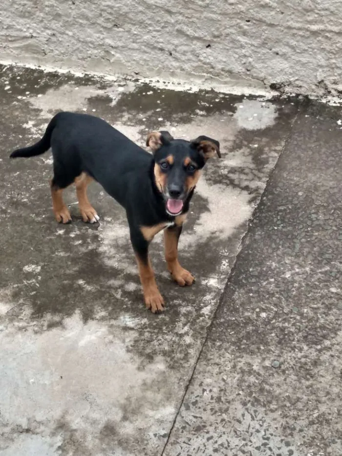 Cachorro raça Mestiço Rottweiler idade 2 a 6 meses nome Pandora 