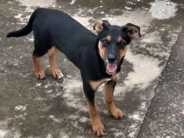 Cachorro raça Mestiço Rottweiler idade 2 a 6 meses nome Pandora 