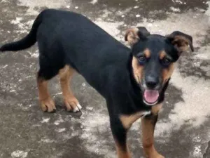 Cachorro raça Mestiço Rottweiler idade 2 a 6 meses nome Pandora 