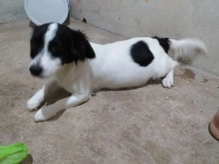 Cachorro ra a Pequenes idade 1 ano nome Nina