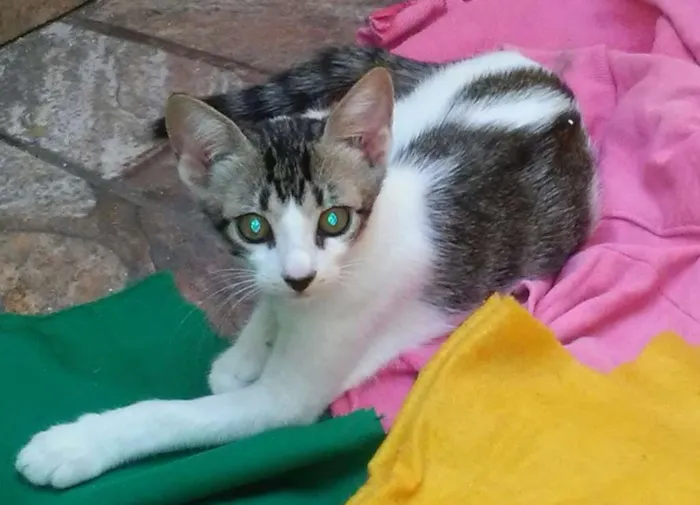 Gato ra a SEM RAÇA idade 2 a 6 meses nome LINO PAN MEL POLLY