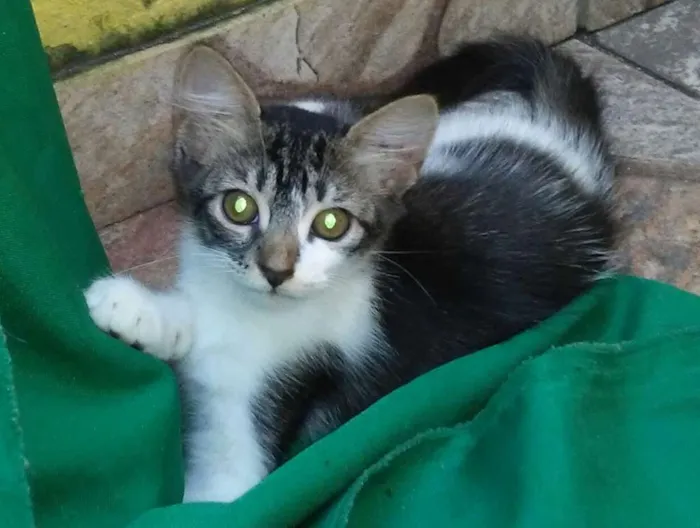 Gato ra a SEM RAÇA idade 2 a 6 meses nome LINO PAN MEL POLLY