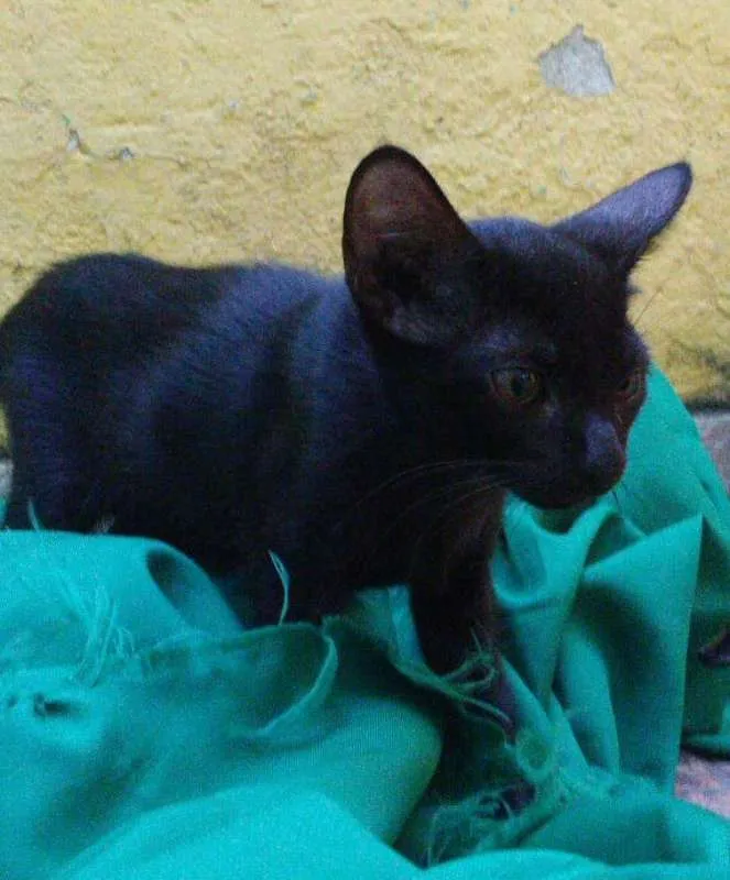 Gato ra a SEM RAÇA idade 2 a 6 meses nome LINO PAN MEL POLLY