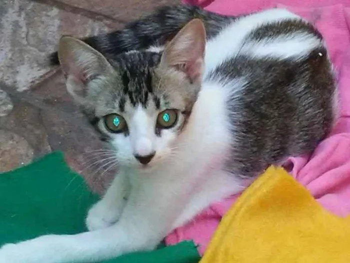 Gato ra a SEM RAÇA idade 2 a 6 meses nome LINO PAN MEL POLLY