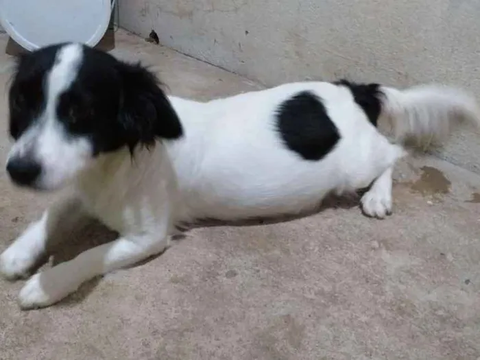 Cachorro ra a Pequenes idade 1 ano nome Nina