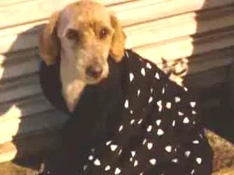 Cachorro ra a Sem raça definida  idade 2 a 6 meses nome Não Sei