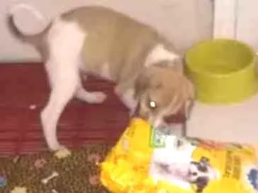 Cachorro ra a  idade Abaixo de 2 meses nome Luiggi