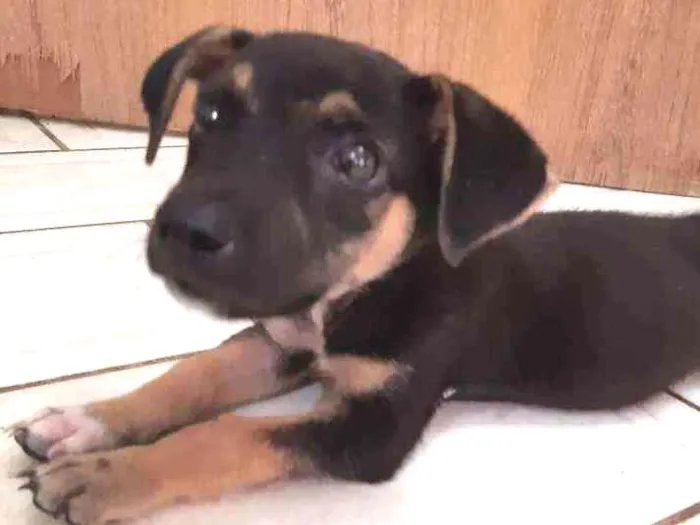 Cachorro raça Não identificado  idade 2 a 6 meses nome Nenhum 