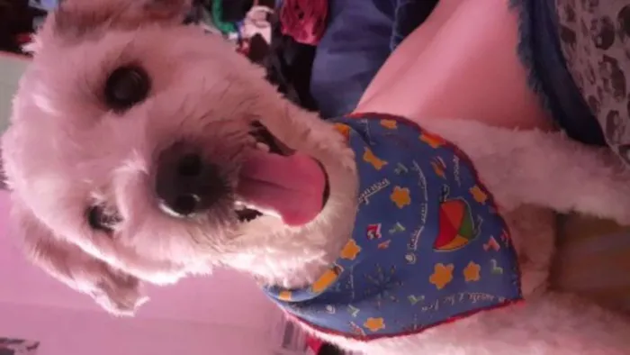 Cachorro ra a  lhasa com yorkshine E srd idade 1 ano nome Bartholomew e Barney