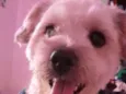 Bartholomew e Barney