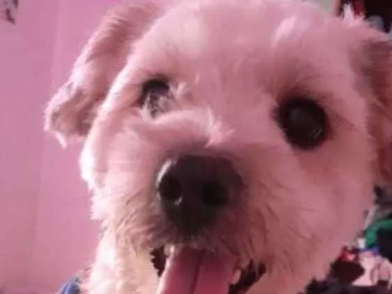 Cachorro ra a  lhasa com yorkshine E srd idade 1 ano nome Bartholomew e Barney