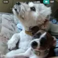Bartholomew e Barney
