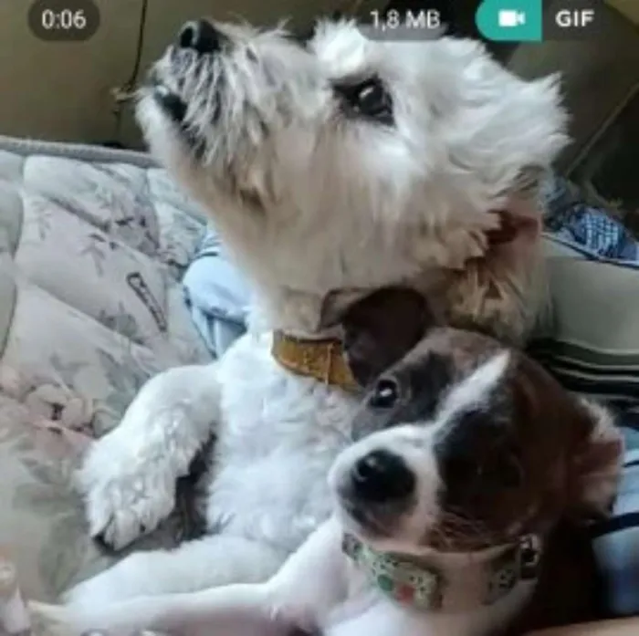 Cachorro ra a  lhasa com yorkshine E srd idade 1 ano nome Bartholomew e Barney