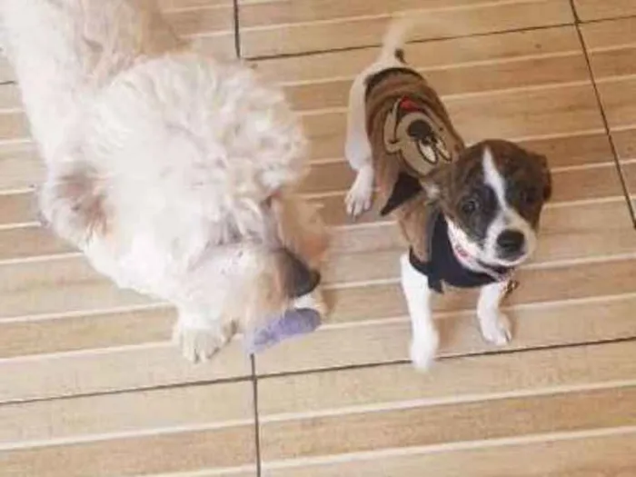 Cachorro ra a  lhasa com yorkshine E srd idade 1 ano nome Bartholomew e Barney