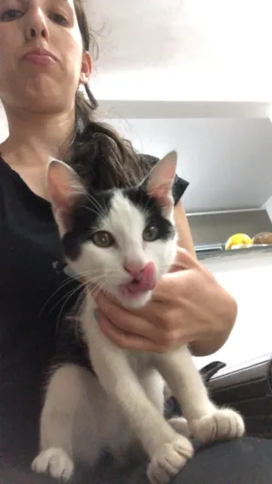 Gato raça SRD idade 2 a 6 meses nome Ainda não tem nome 
