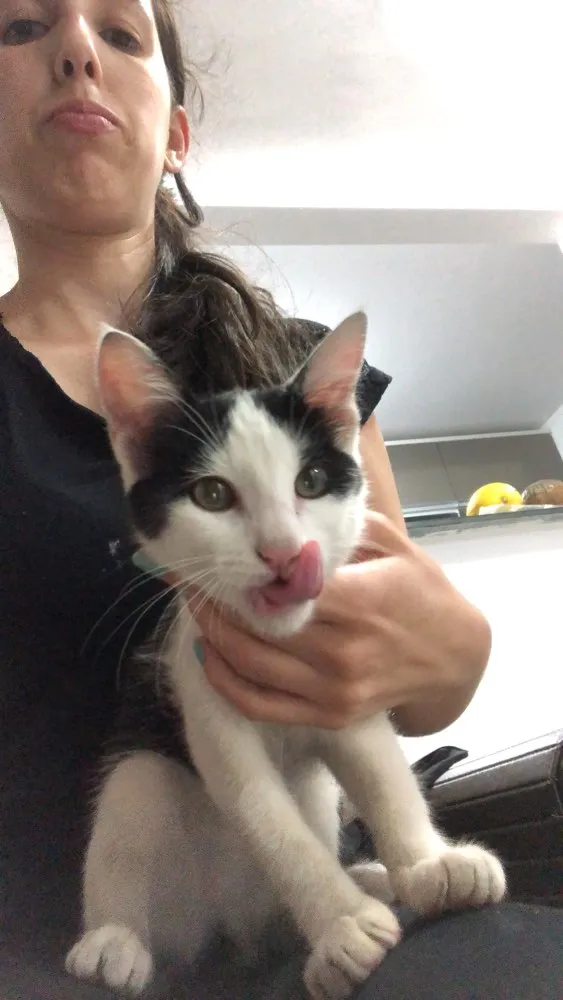 Gato ra a SRD idade 2 a 6 meses nome Ainda não tem nome 