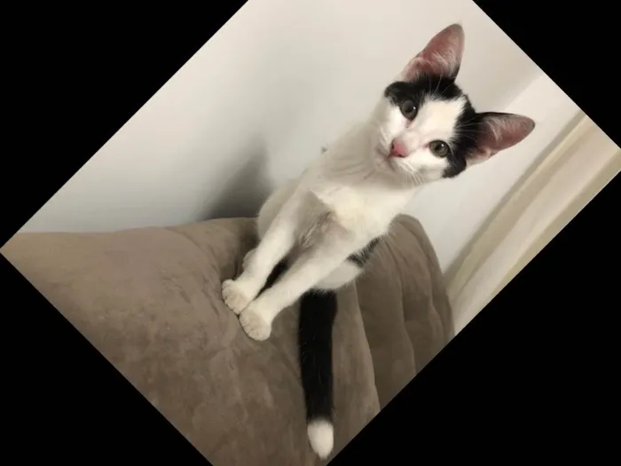 Gato ra a SRD idade 2 a 6 meses nome Ainda não tem nome 