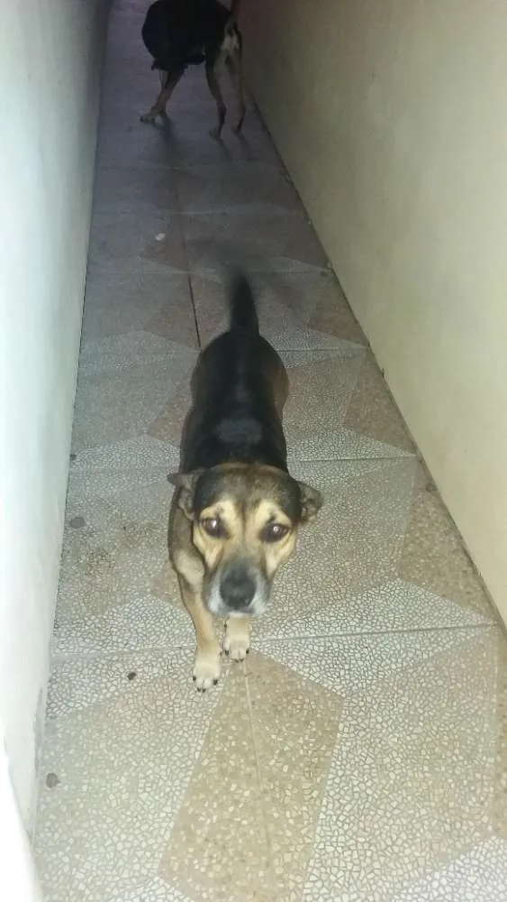 Cachorro ra a Srd idade 4 anos nome Rabisco