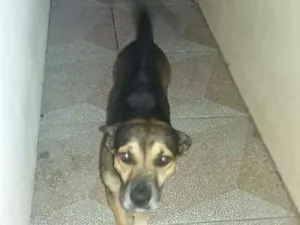 Cachorro raça Srd idade 4 anos nome Rabisco