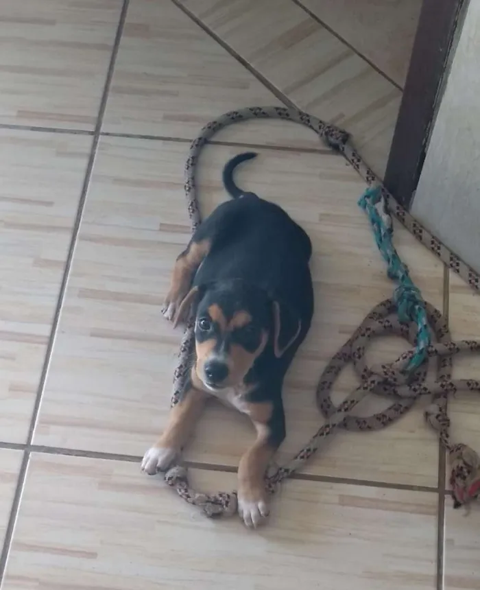 Cachorro ra a SRD idade 2 a 6 meses nome Geleia 