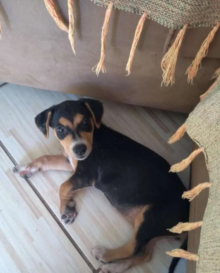 Cachorro ra a SRD idade 2 a 6 meses nome Geleia 