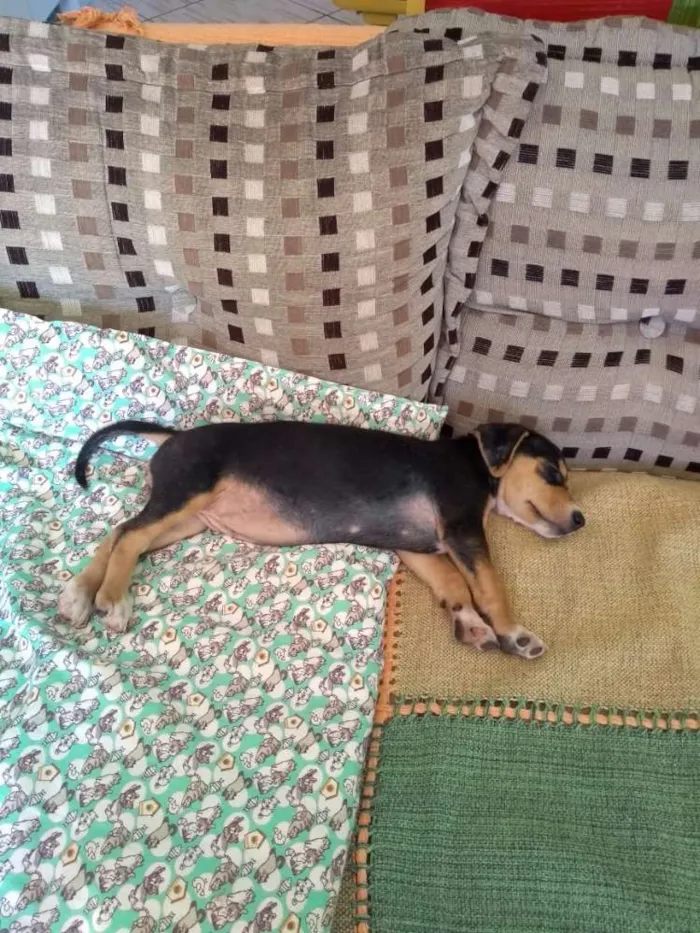 Cachorro ra a SRD idade 2 a 6 meses nome Geleia 
