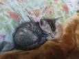 Gatos 