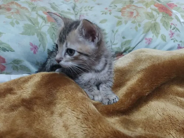 Gato ra a SRD idade 2 a 6 meses nome Gatos 