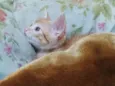 Gatos 