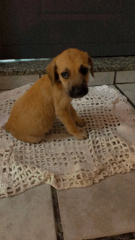 Cachorro ra a  idade Abaixo de 2 meses nome Rabinho
