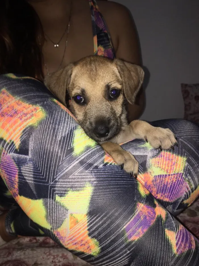 Cachorro ra a  idade Abaixo de 2 meses nome Rabinho