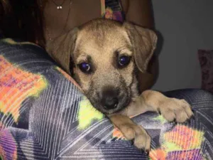 Cachorro raça  idade Abaixo de 2 meses nome Rabinho
