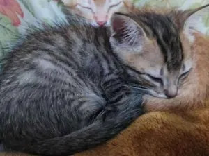 Gato raça SRD idade 2 a 6 meses nome Gatos 