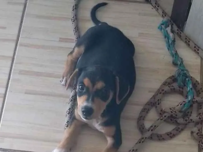 Cachorro ra a SRD idade 2 a 6 meses nome Geleia 