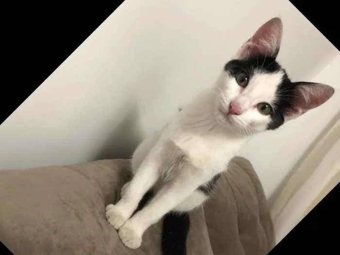 Gato ra a SRD idade 2 a 6 meses nome Ainda não tem nome 
