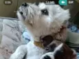 Bartholomew e Barney