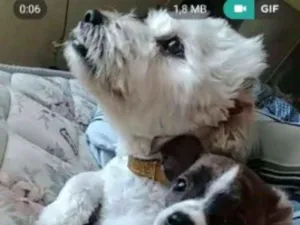 Cachorro raça  lhasa com yorkshine E srd idade 1 ano nome Bartholomew e Barney
