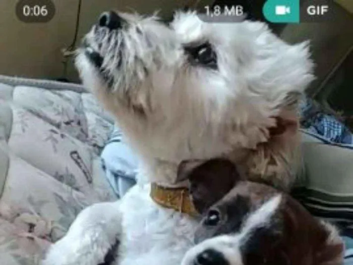 Cachorro ra a  lhasa com yorkshine E srd idade 1 ano nome Bartholomew e Barney