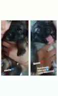 Filhotes
