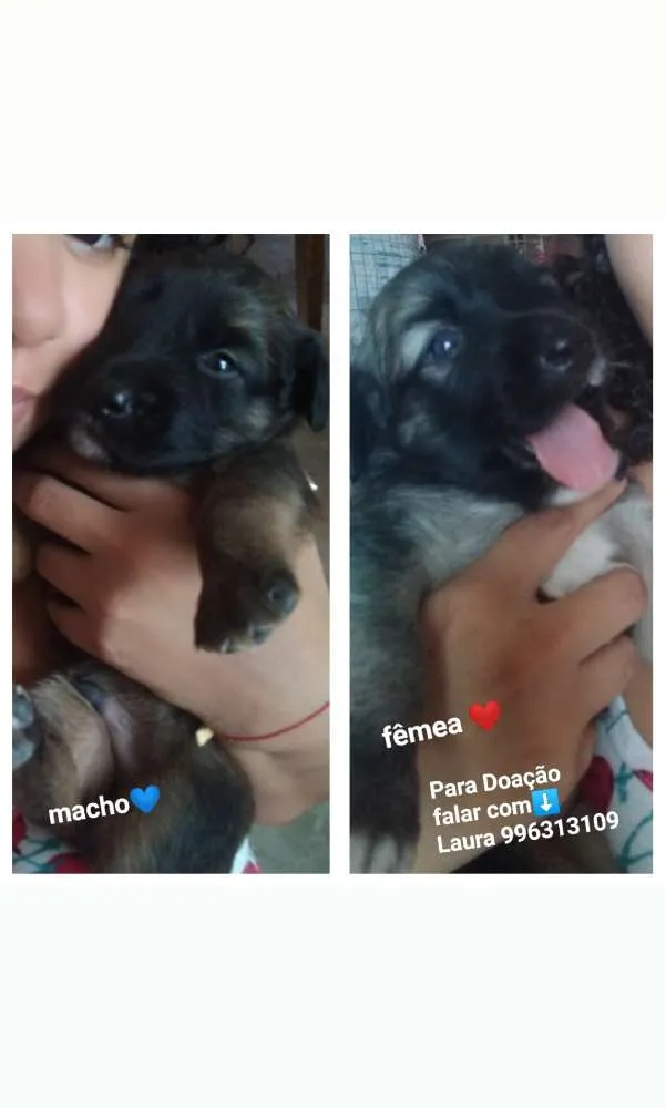 Cachorro raça Srd idade 2 a 6 meses nome Filhotes