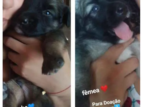Cachorro raça Srd idade 2 a 6 meses nome Filhotes