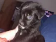 Bombom