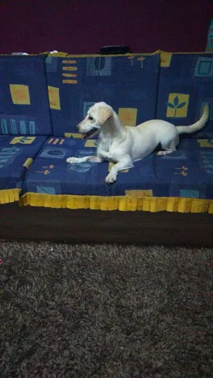 Cachorro raça Sem raça definida idade 1 ano nome Lorelay