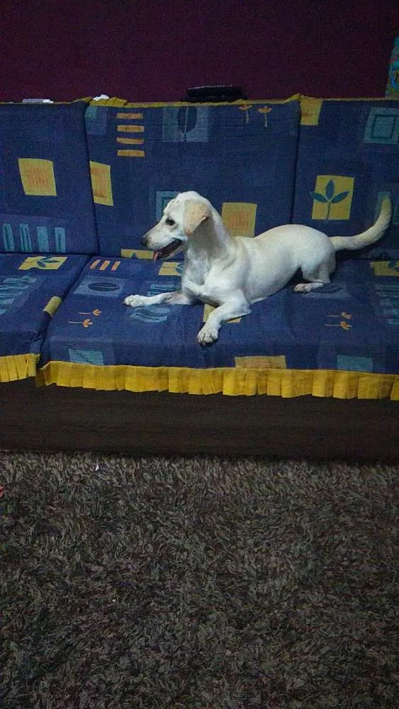 Cachorro ra a Sem raça definida idade 1 ano nome Lorelay