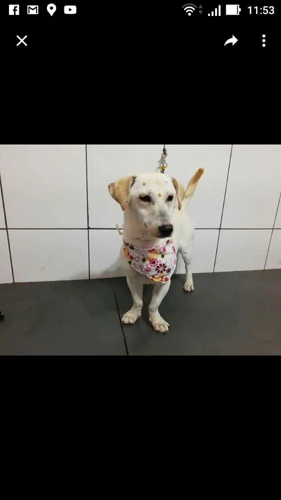Cachorro ra a Sem raça definida idade 1 ano nome Lorelay